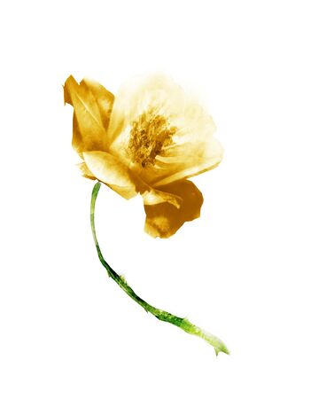 Watercolor flower , isolated on white backgroundの写真素材