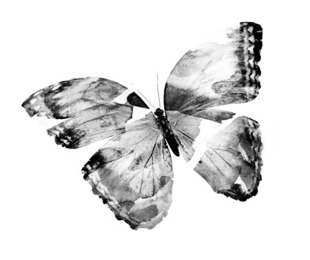 Watercolor butterfly , isolated on white background. Black and whiteの写真素材