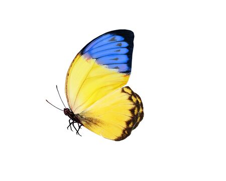 Color butterfly , isolated on white backgroundの写真素材