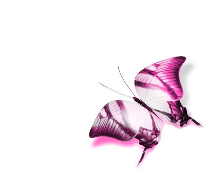 Color butterfly , isolated on white backgroundの写真素材