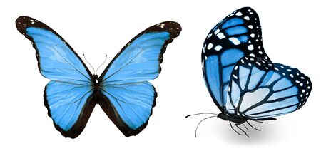 Color butterflies , isolated on white backgroundの写真素材