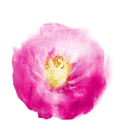 Watercolor flower , isolated on white backgroundの写真素材