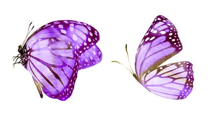 Two watercolor butterflies , isolated on white backgroundの写真素材
