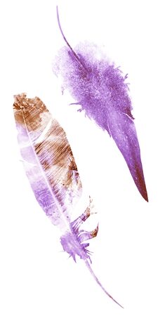 Watercolor feathers, isolated on white backgroundの写真素材