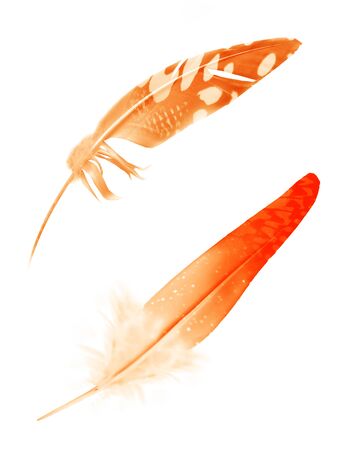 Beautiful color feather isolated on white backgroundの写真素材