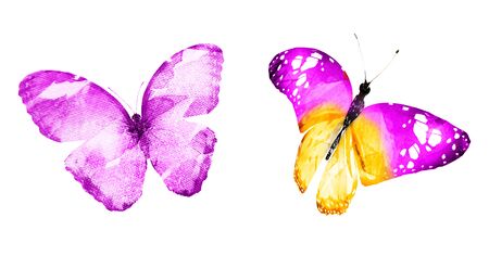Two watercolor butterflies , isolated on white background. Bright collection.の写真素材