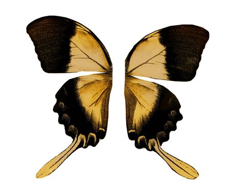 Color butterfly , isolated on white background