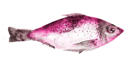 Watercolor fish on white backgroundの写真素材