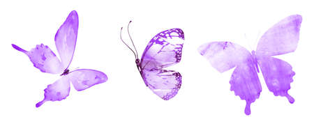 Three watercolor butterflies, isolated on white backgroundの写真素材