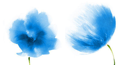 Watercolor flowers, isolated on white backgroundの写真素材