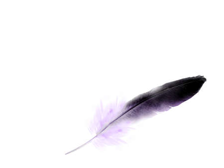 Beautiful color feather isolated on white backgroundの写真素材