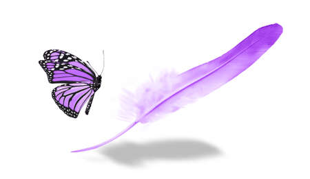 Beautiful color feather and butterfly isolated on white backgroundの写真素材