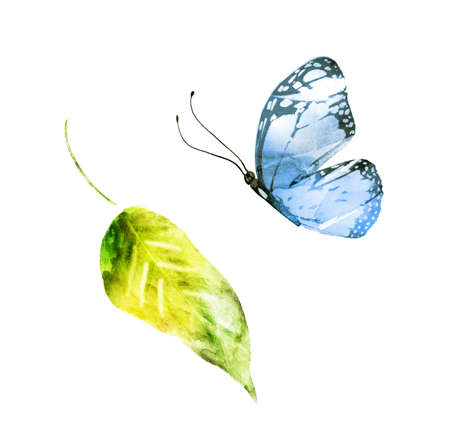 Watercolor leaf with butterfly on the white backgroundの写真素材