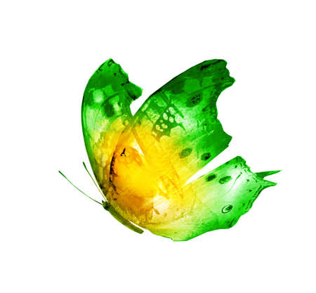 Watercolor butterfly, isolated on white backgroundの写真素材
