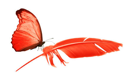 Beautiful color feather and butterfly isolated on white backgroundの写真素材