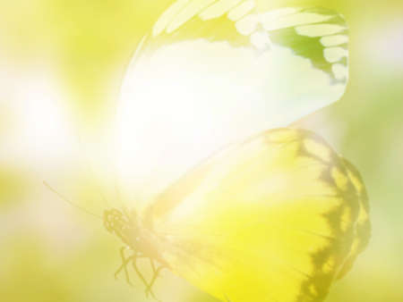Natural background with natural butterflyの写真素材