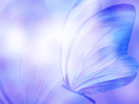 Natural background with natural butterflyの写真素材