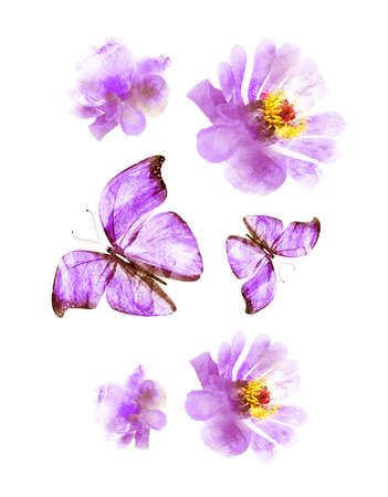 Watercolor flowers and butterflies as group, isolated on white backgroundの写真素材