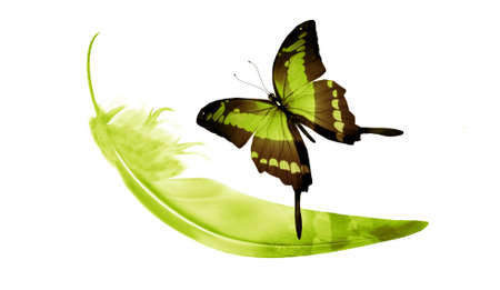 Beautiful color feather and butterfly isolated on white background