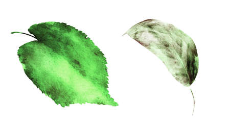 Watercolor leafs on the white background. Set
