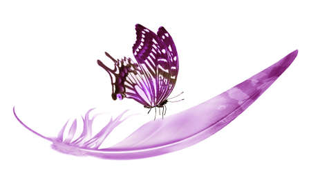 Beautiful color feather and butterfly isolated on white backgroundの写真素材