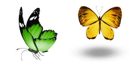 Color butterflies, isolated on white backgroundの写真素材