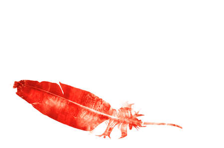 Watercolor feathers, isolated on white backgroundの写真素材