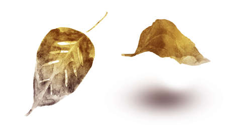 Watercolor leafs on the white background. Setの写真素材