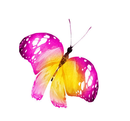 Watercolor butterfly, isolated on white backgroundの写真素材