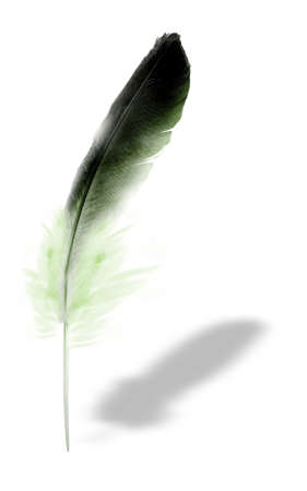 Beautiful color feather isolated on white backgroundの写真素材