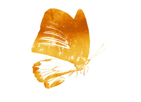 Color watercolor abstract butterfly, isolated on white backgroundの写真素材