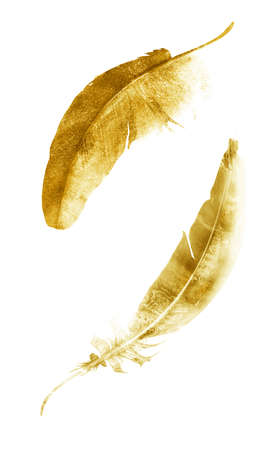 Watercolor feathers, isolated on white backgroundの写真素材