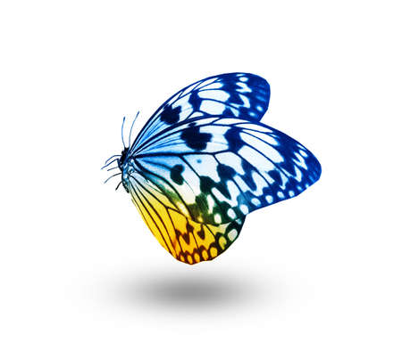 Illustration Color butterfly isolated on white backgroundの写真素材