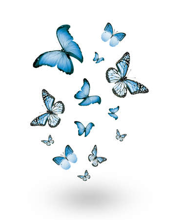 Flock of flying butterflies isolated on white