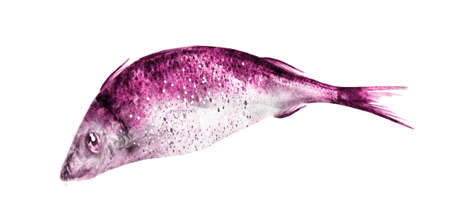 Watercolor fish on white background