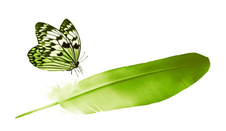 Beautiful color feather and butterfly isolated on white backgroundの写真素材