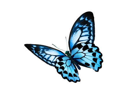 Color monarch butterfly, isolated on the white backgroundの写真素材