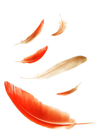 Beautiful color feathers isolated on white backgroundの写真素材
