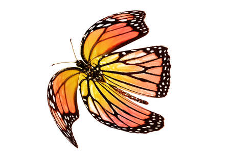 Color butterfly, isolated on white backgroundの写真素材