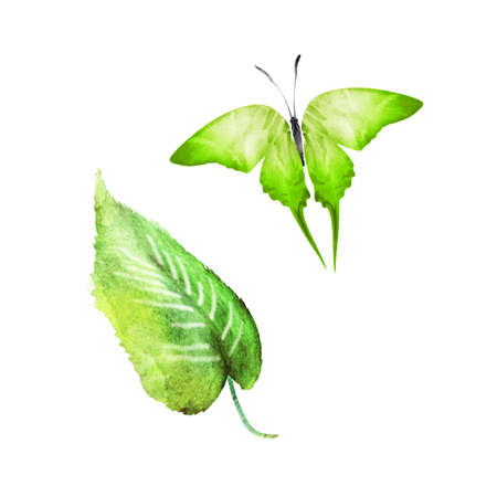 Watercolor leaf with butterfly on the white backgroundの写真素材