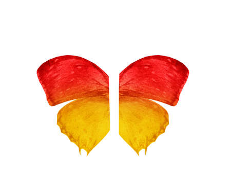 Watercolor butterfly wings, isolated on white backgroundの写真素材