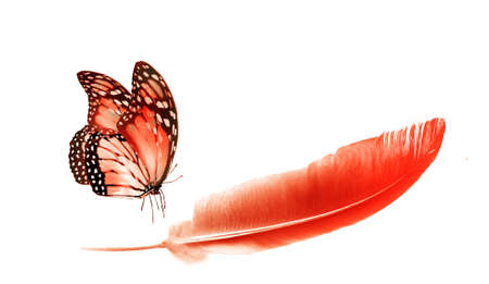 Beautiful color feather and butterfly isolated on white backgroundの写真素材