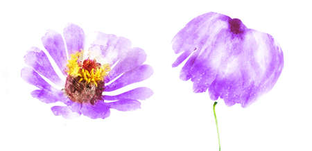 Watercolor flowers, isolated on white backgroundの写真素材