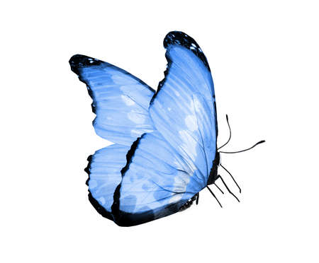 Color butterfly, isolated on the white