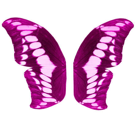 Color butterfly wings, isolated on white background