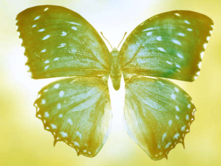 Natural background with natural butterfly