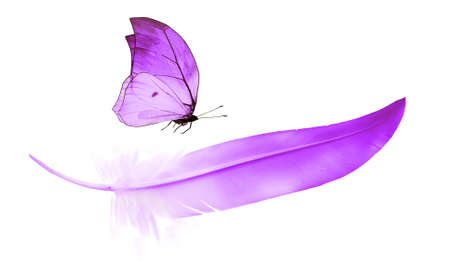 Beautiful color feather and butterfly isolated on white backgroundの写真素材