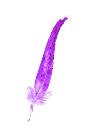 Watercolor feathers, isolated on white backgroundの写真素材