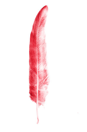 Watercolor feathers, isolated on white backgroundの写真素材