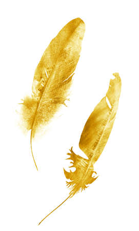 Watercolor feathers, isolated on white backgroundの写真素材